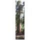 Sequoia02.jpg