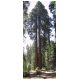 Sequoia03.jpg